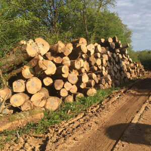 Naaldhout mix stammen